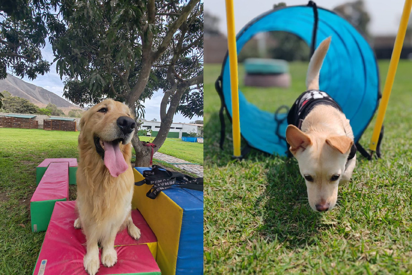 Socialización canina